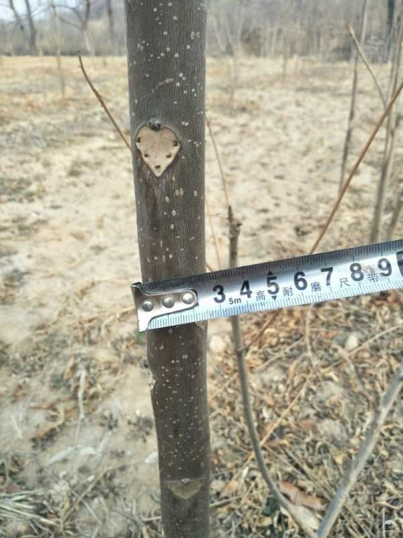 红油香椿树苗90~100cm