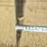 红油香椿树苗90~100cm