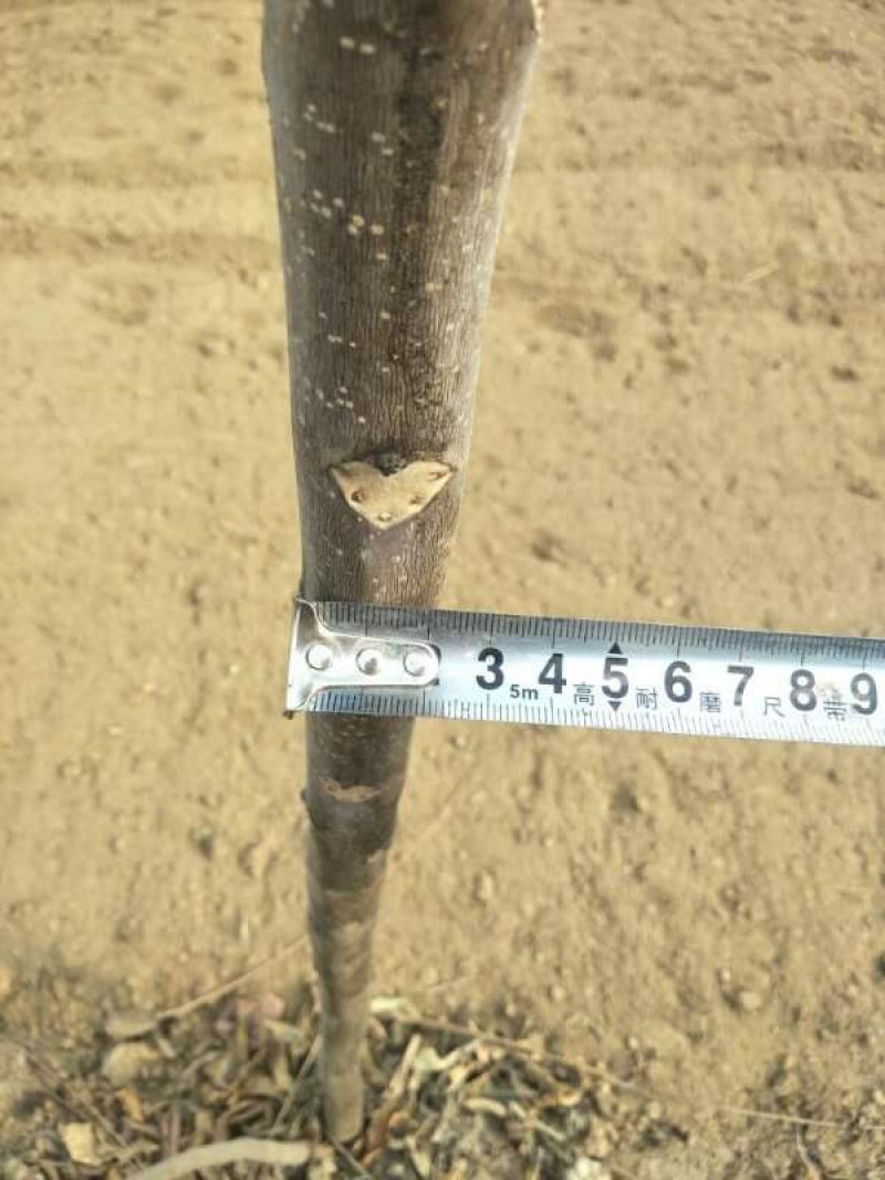 红油香椿树苗90~100cm