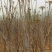 红油香椿树苗90~100cm