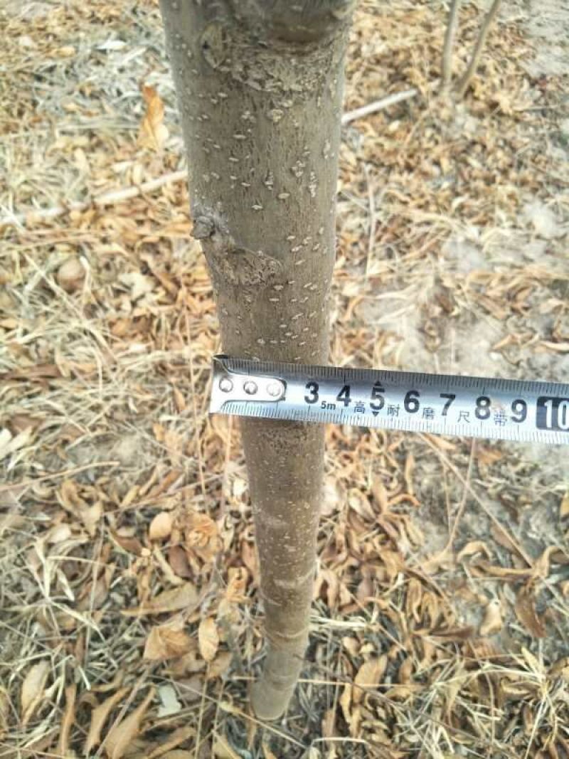 红油香椿树苗90~100cm