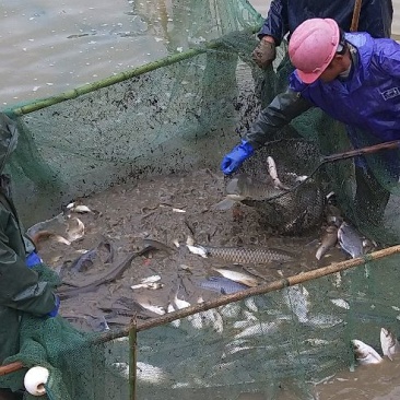 池鲤鱼3公斤以上食用