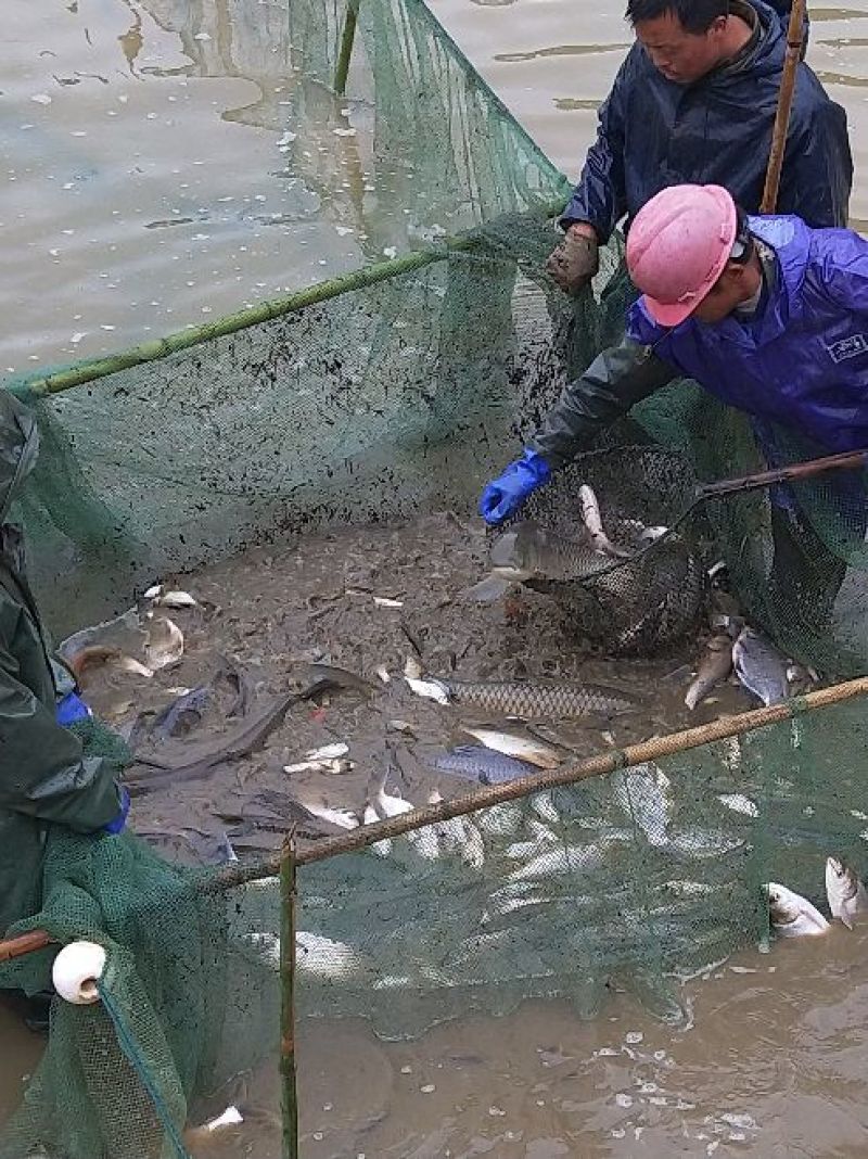 池鲤鱼3公斤以上食用