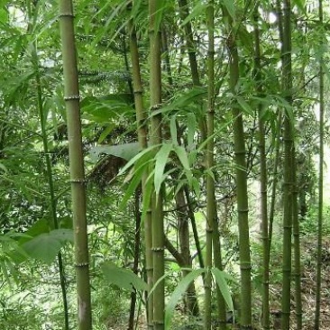 方竹4~5m