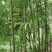 方竹4~5m