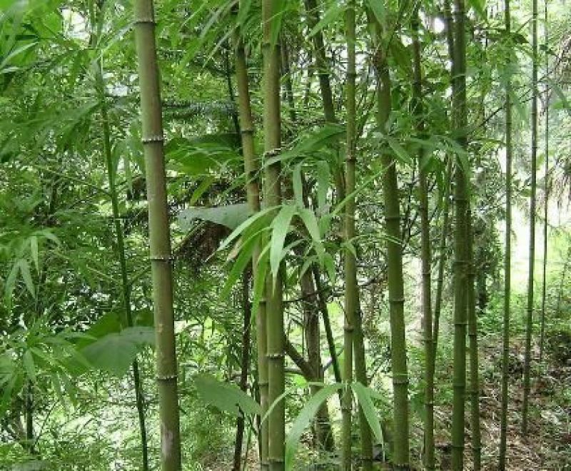 方竹4~5m