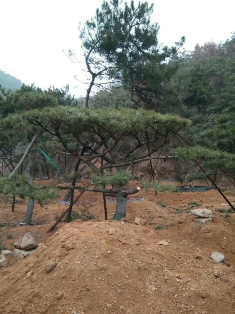 造型松14公分