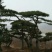 造型松14公分