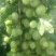 灯笼果苗红醋栗苗灯笼果大苗鹅莓苗当年结果果树苗抗寒苗