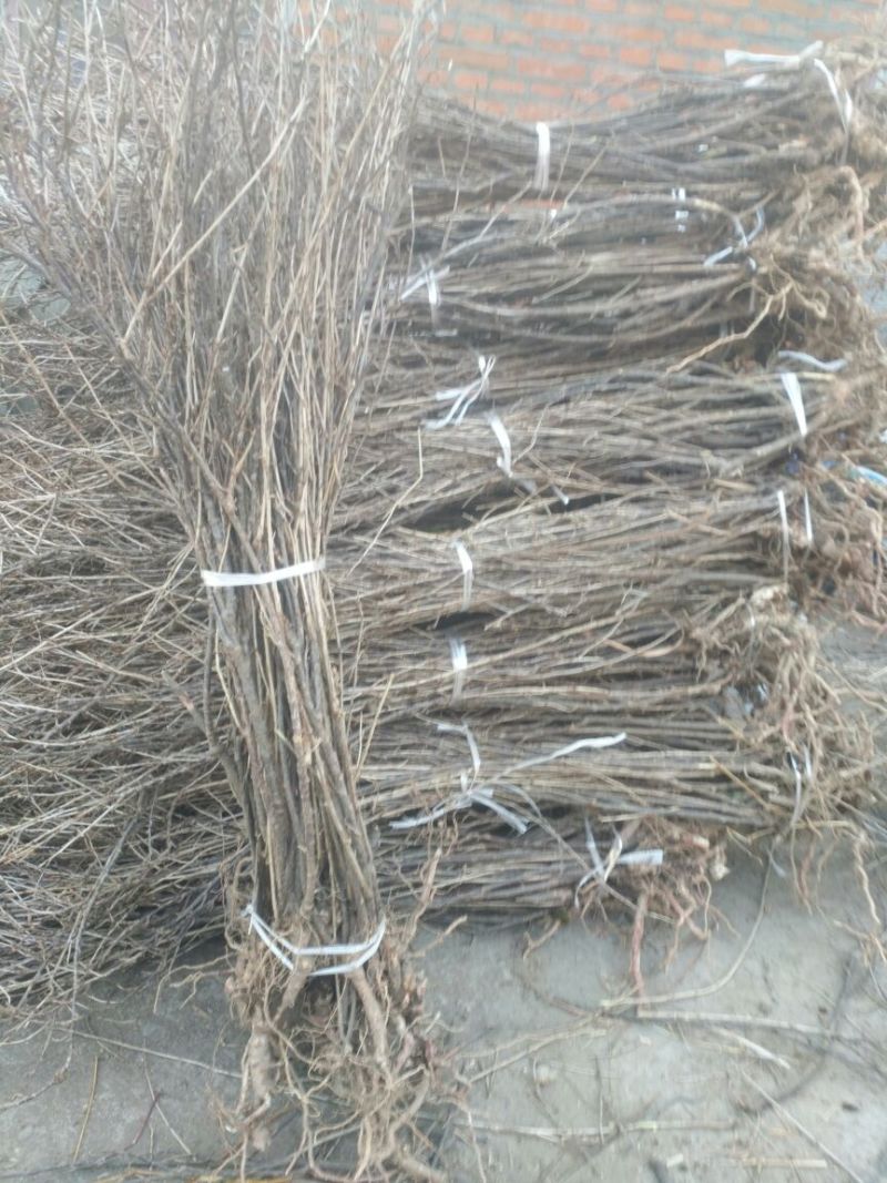 灯笼果苗红醋栗苗灯笼果大苗鹅莓苗当年结果果树苗抗寒苗