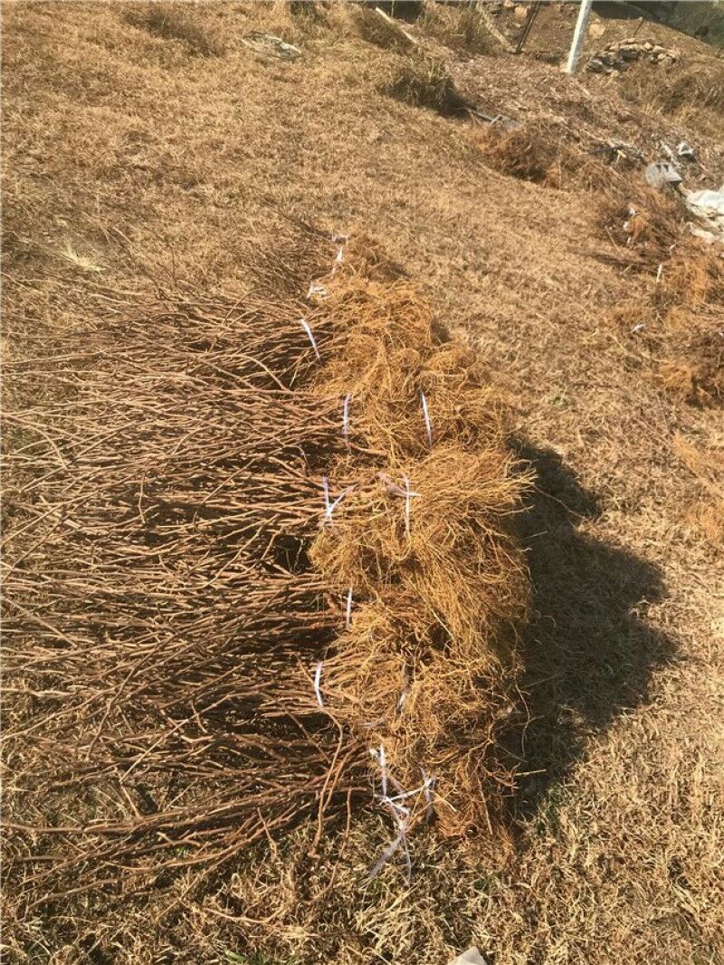 灯笼果苗红醋栗苗灯笼果大苗鹅莓苗当年结果果树苗抗寒苗