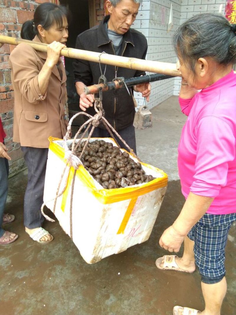 中华圆田螺食用鲜活