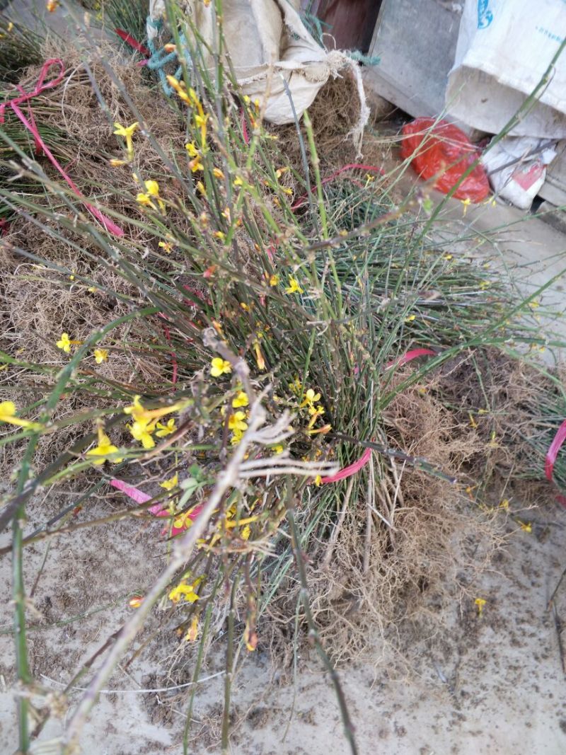迎春花迎春花苗可视频看货选果一亩田线上交易下单