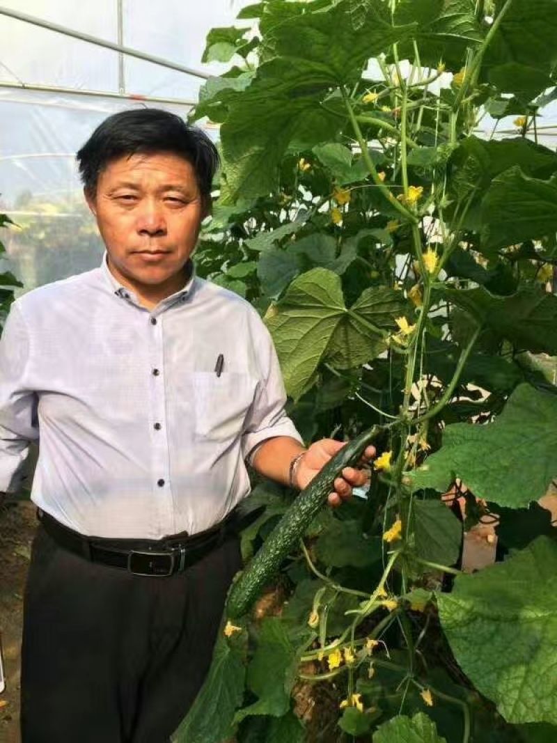 露地耐热黄瓜种子春夏秋露地瓜条黑油亮