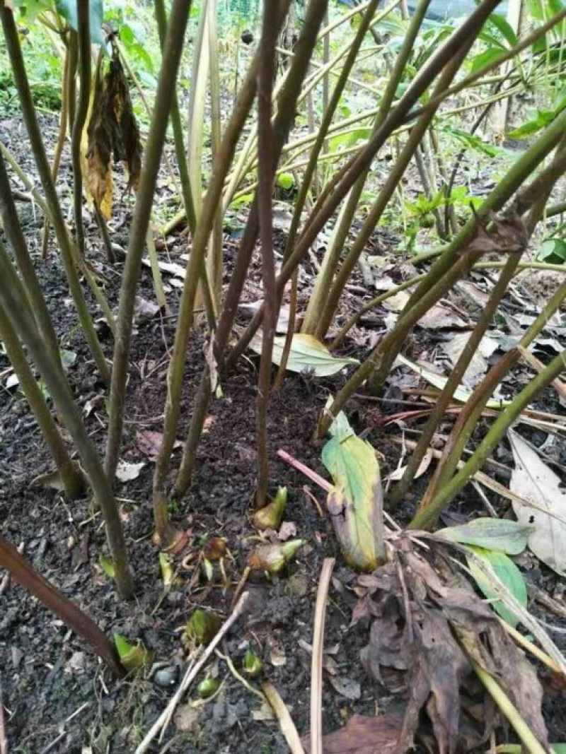 黄精块茎种苗黄精四川四季不倒苗姜行多花甜黄精基地直销