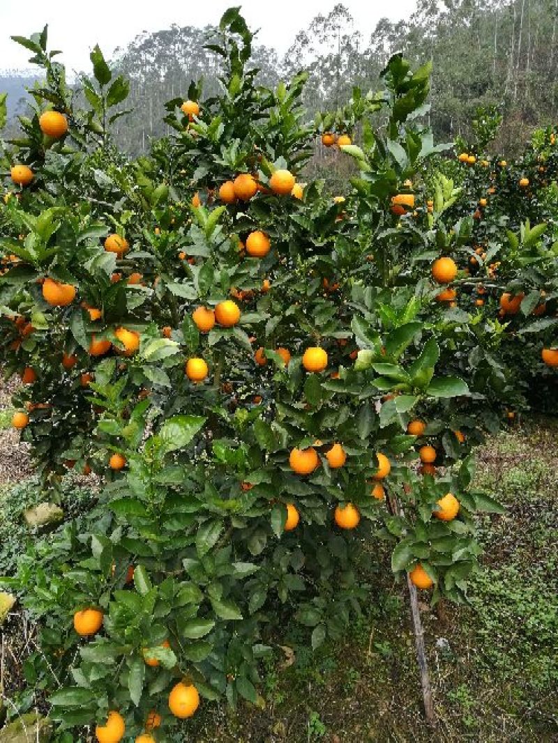 广西桂林特产新鲜水果荔浦夏橙橙子代办代收