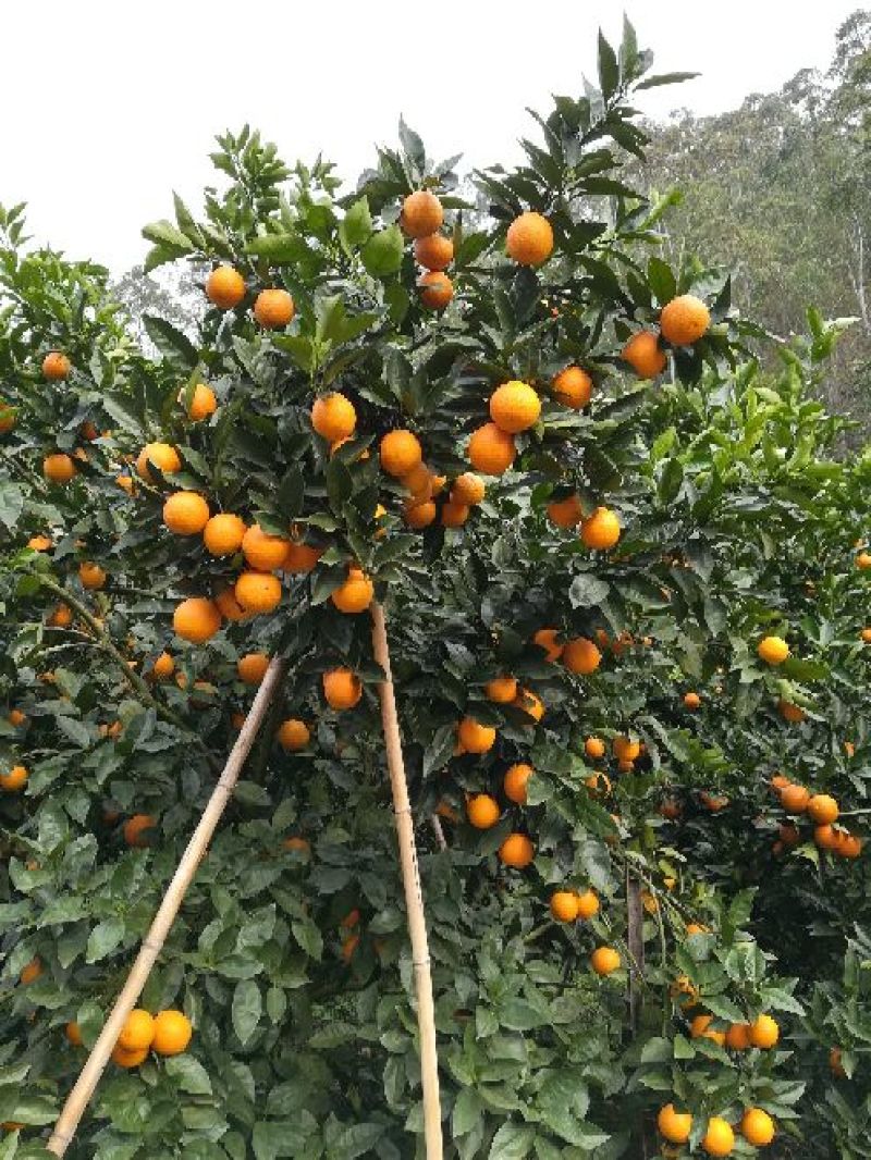 广西桂林特产新鲜水果荔浦夏橙橙子代办代收