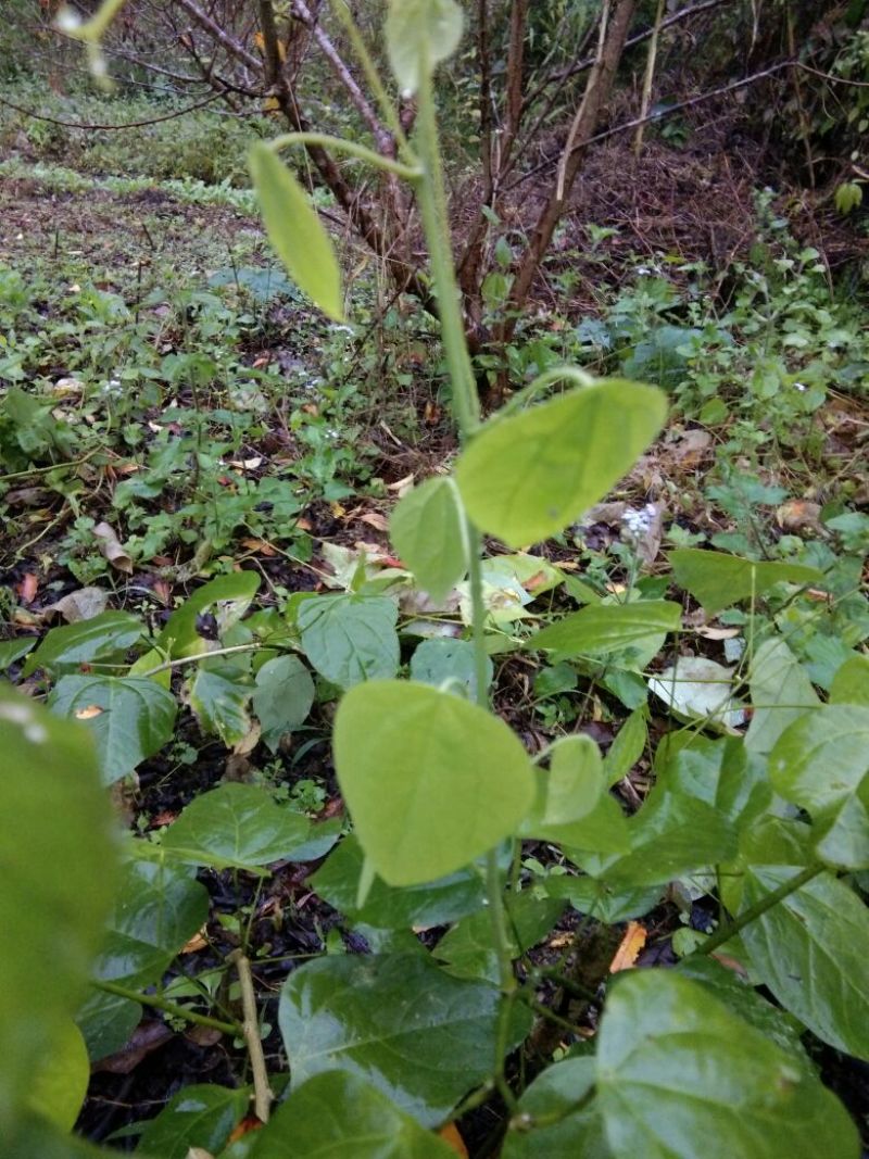 赤苍藤赤苍藤苗