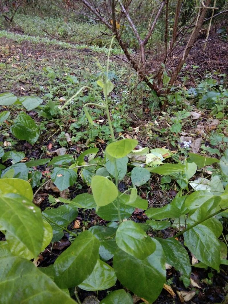 赤苍藤赤苍藤苗