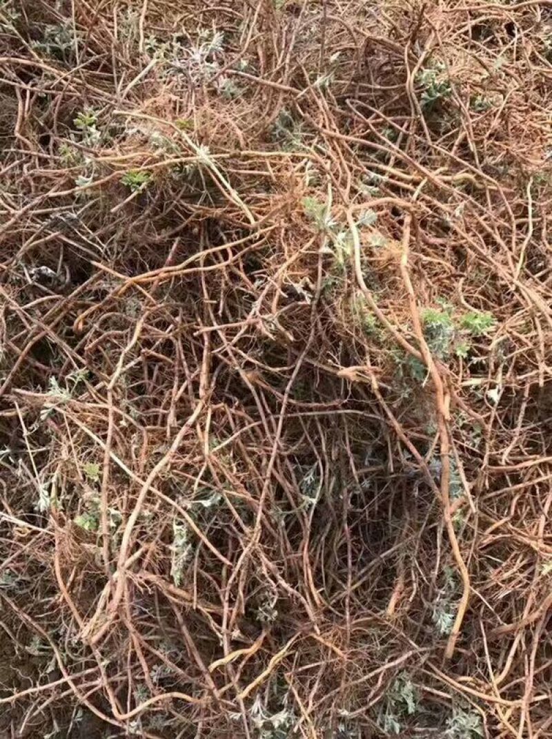 艾草种子95
