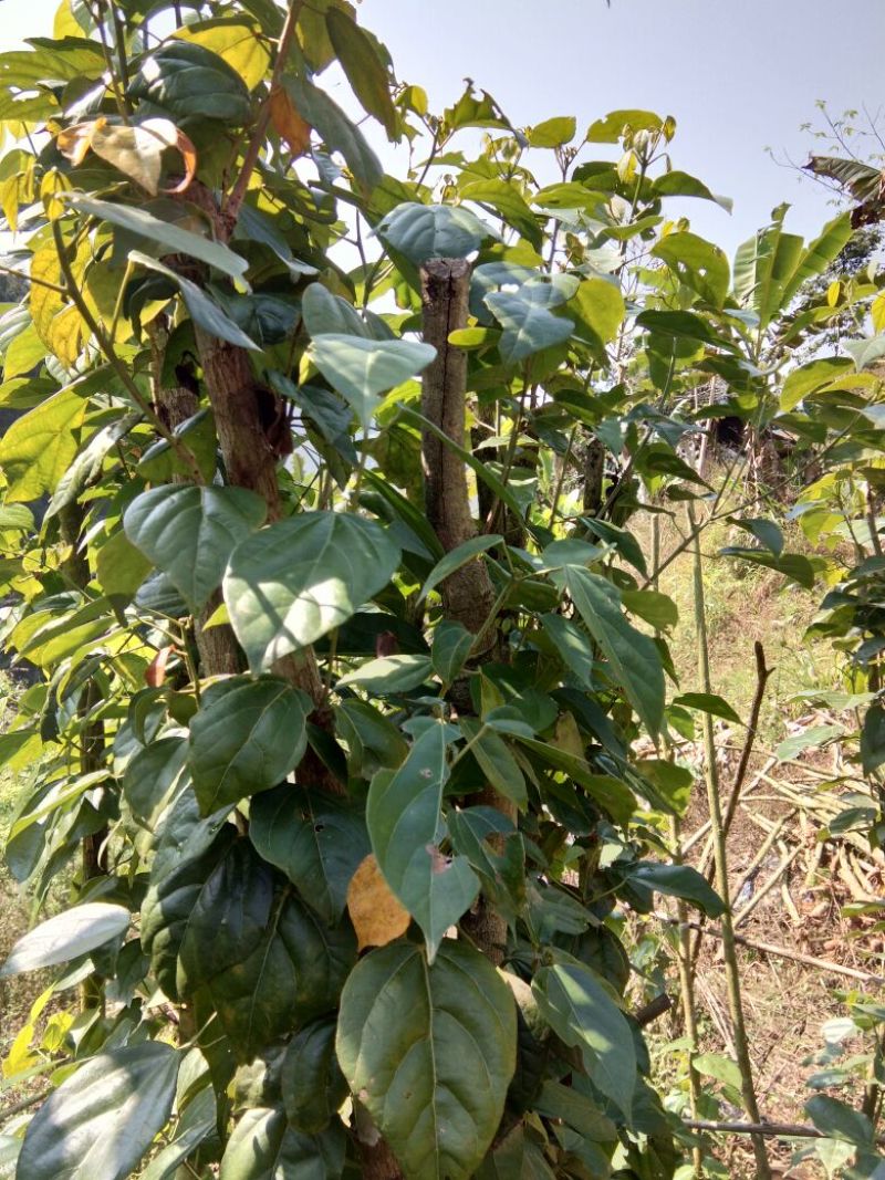 香樟枧木铁木