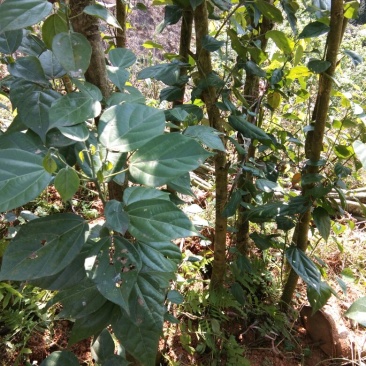 香樟枧木铁木