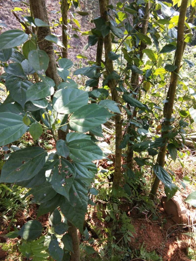 香樟枧木铁木