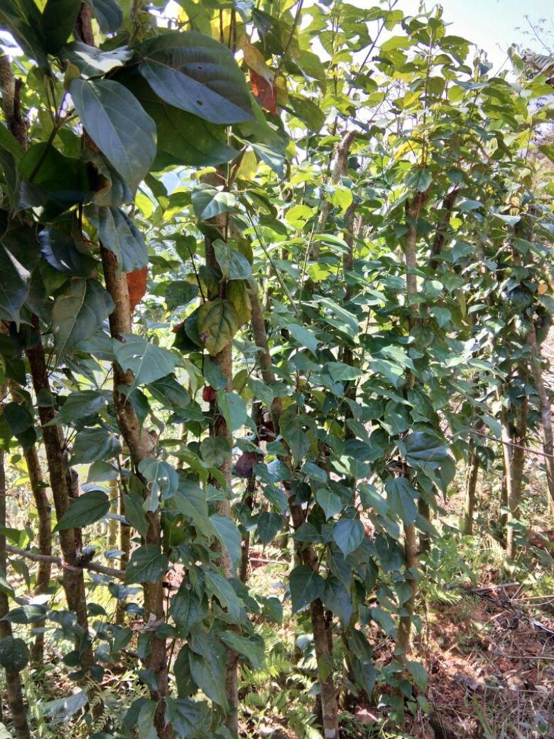 香樟枧木铁木