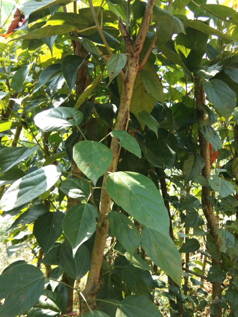 香樟枧木铁木