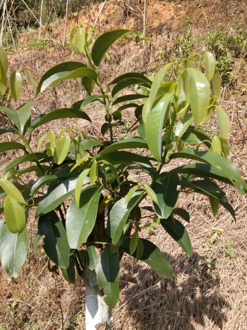 香樟枧木铁木