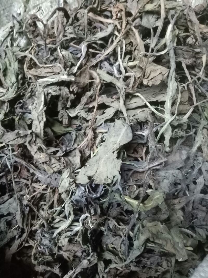 大青叶