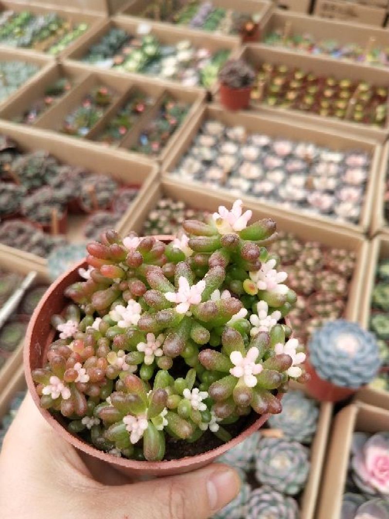 多肉植物，带盆栽好！