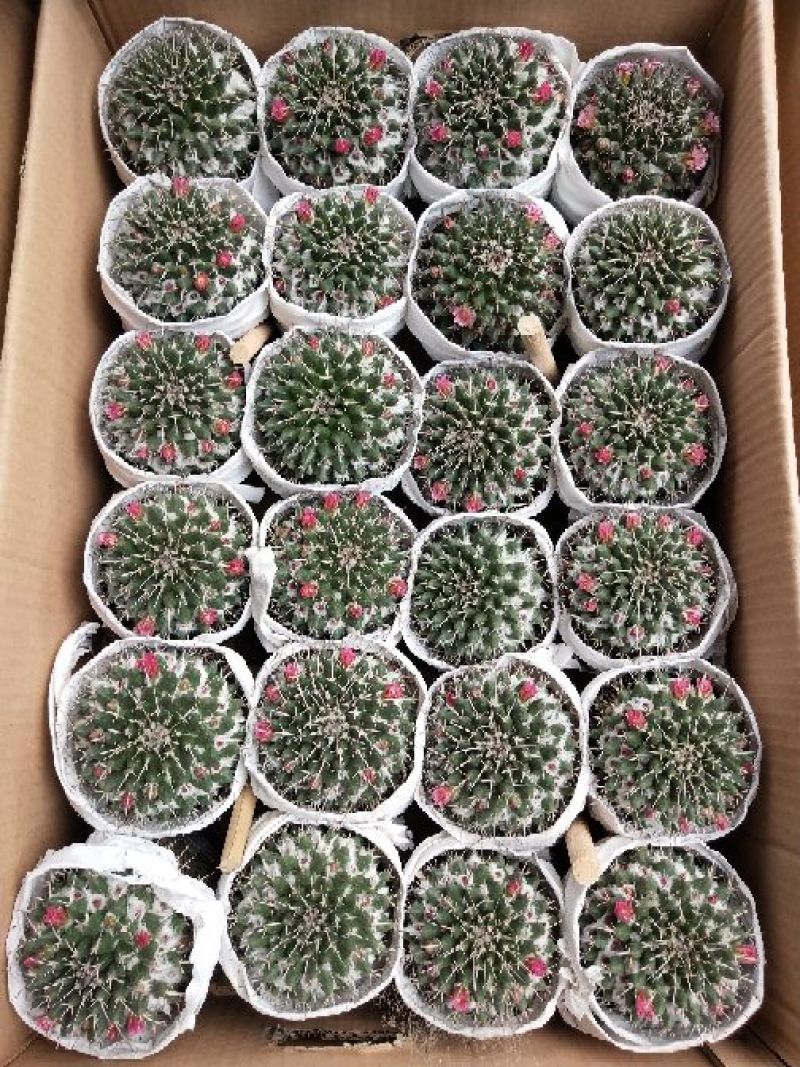 多肉植物，带盆栽好！