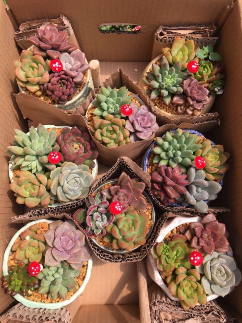 多肉植物，带盆栽好！