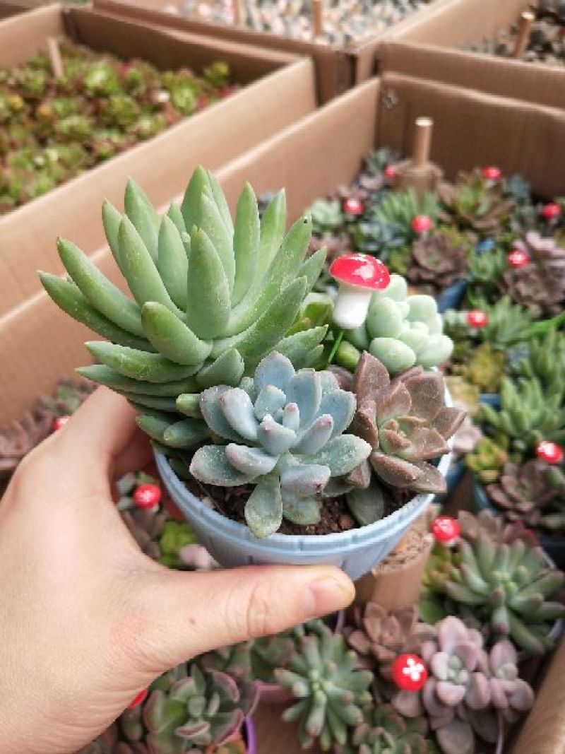 多肉植物，带盆栽好！