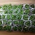 多肉植物，带盆栽好！