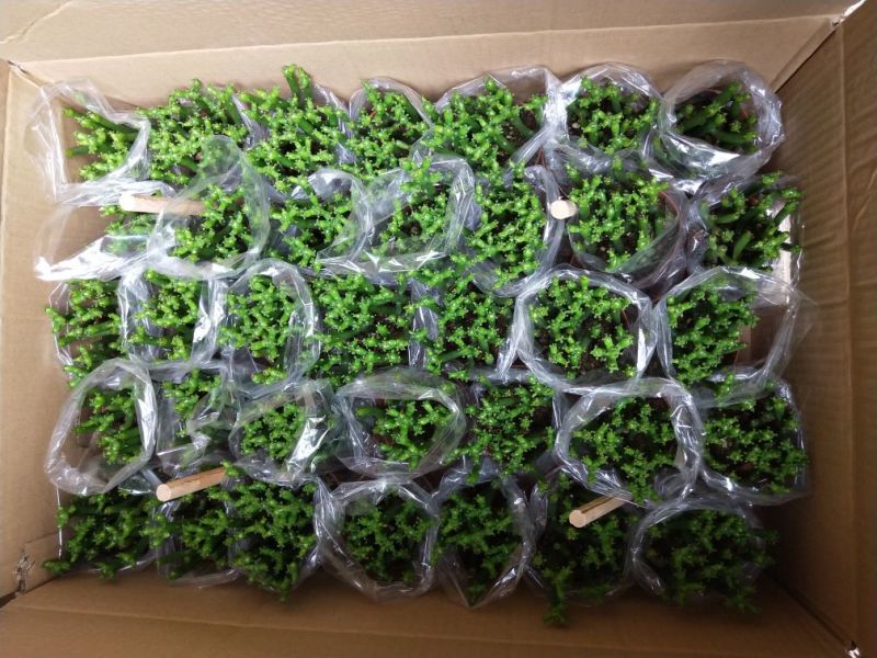 多肉植物，带盆栽好！