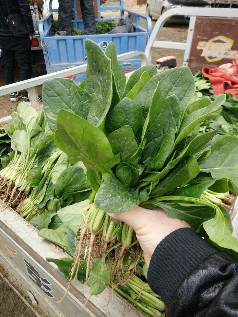 圆包菜甘蓝，香菜菠菜芹菜