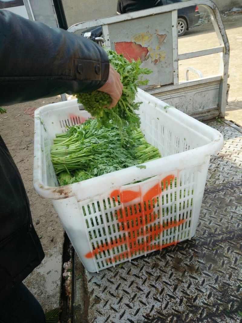 圆包菜甘蓝，香菜菠菜芹菜
