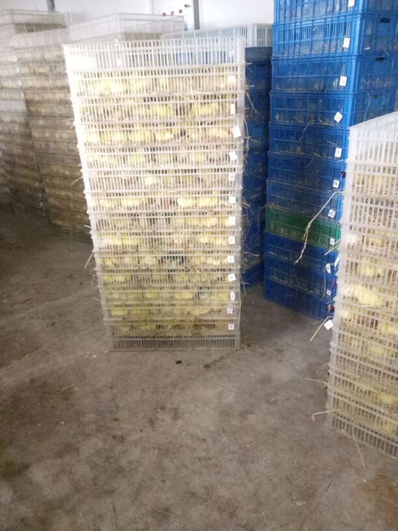 皖西白鹅鹅苗0.5斤以下