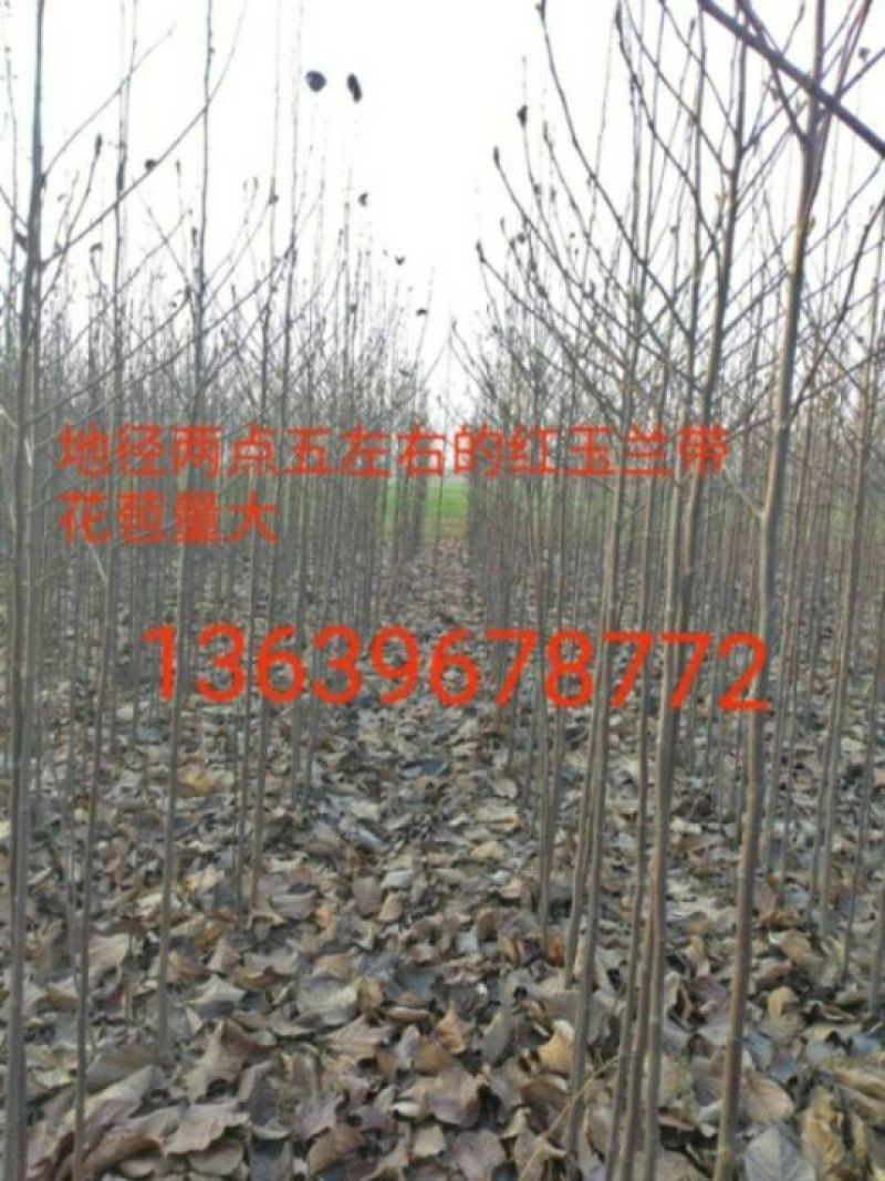 红玉兰苗地栽苗80cm以上