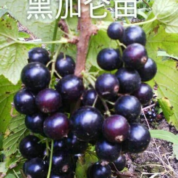 黑加仑当年结果苗2年苗大力黑品种品种纯正