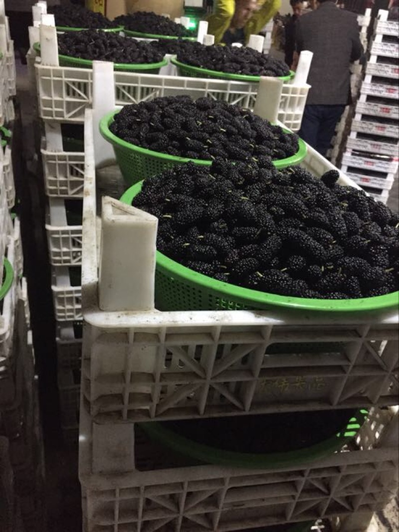 黑桑葚广东桑葚专业代办
