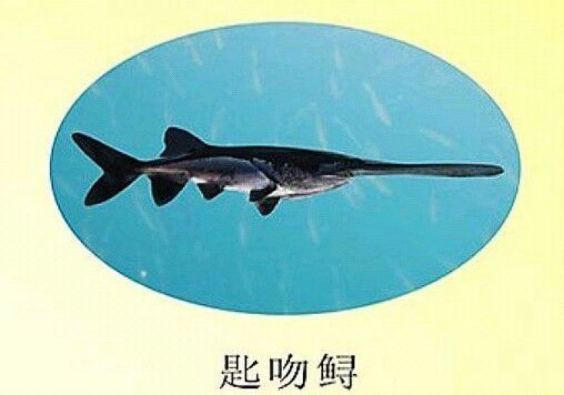 鸭嘴鱼苗7-9公分苗，淡水养殖全国包活发货