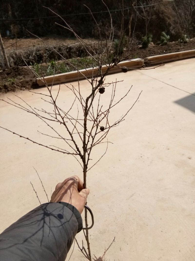 钙果苗30~40cm