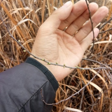 钙果苗30~40cm