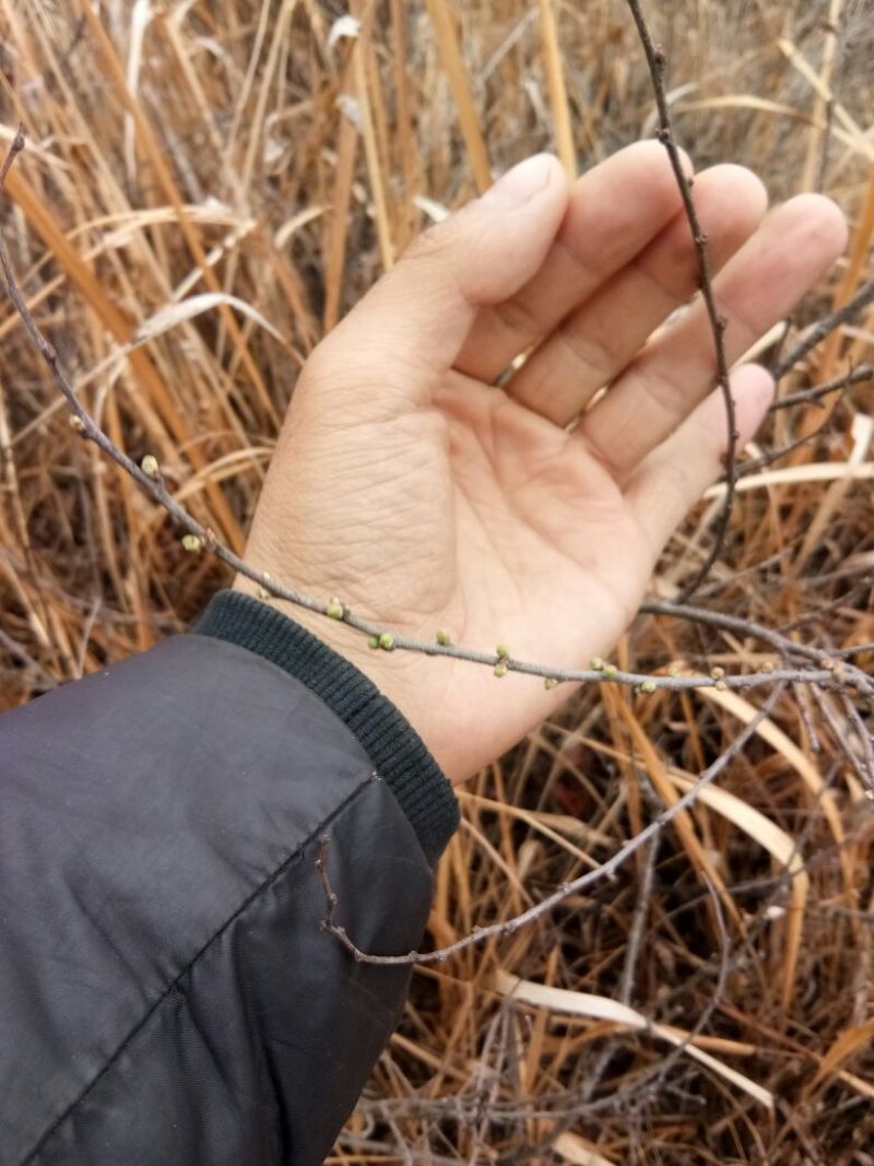 钙果苗30~40cm