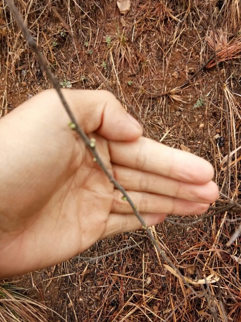 钙果苗30~40cm