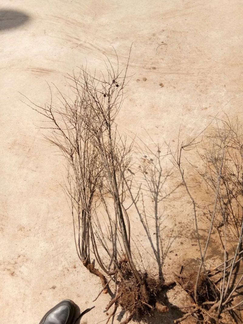 钙果苗30~40cm