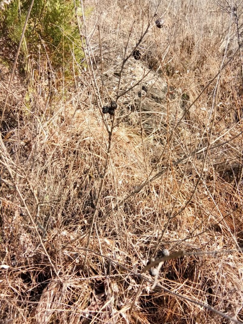 钙果苗30~40cm